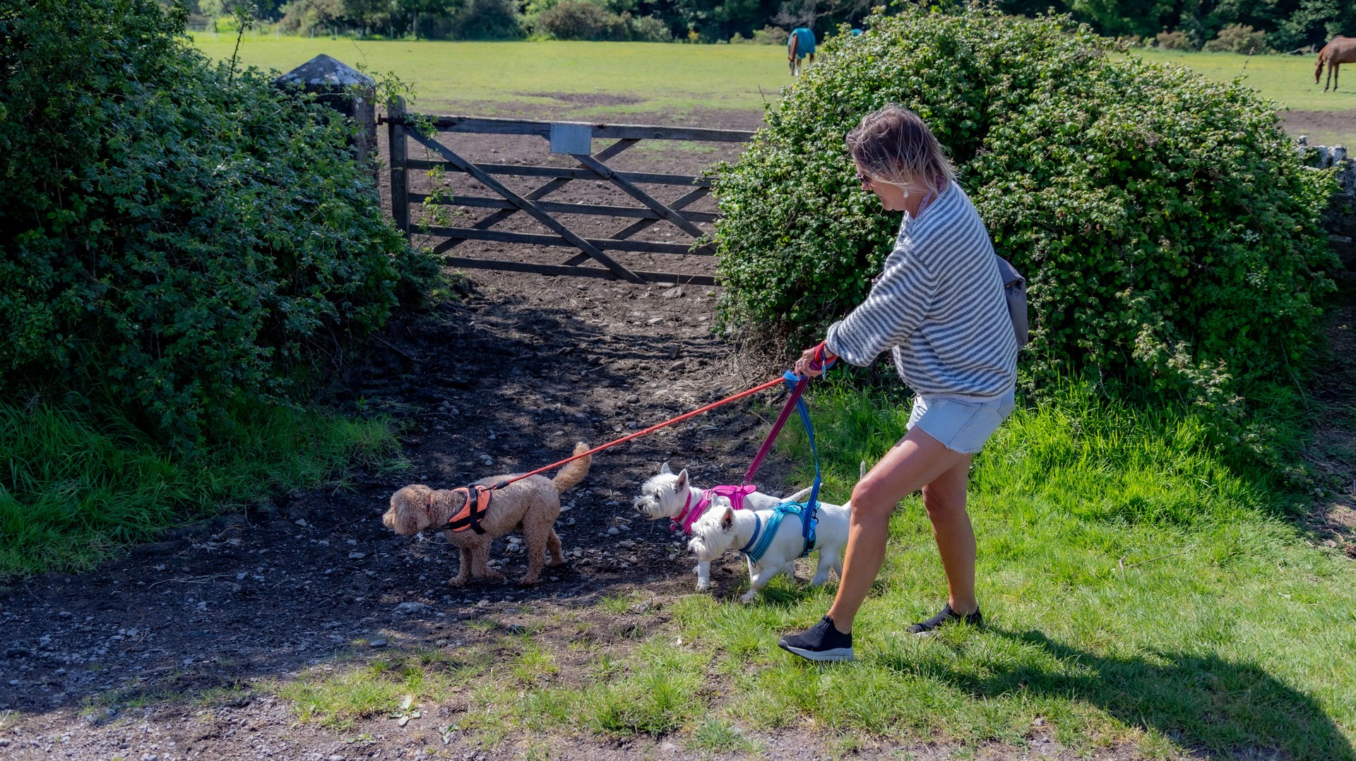 Female professional dog walker walking in beautiful countryside with 3 dogs