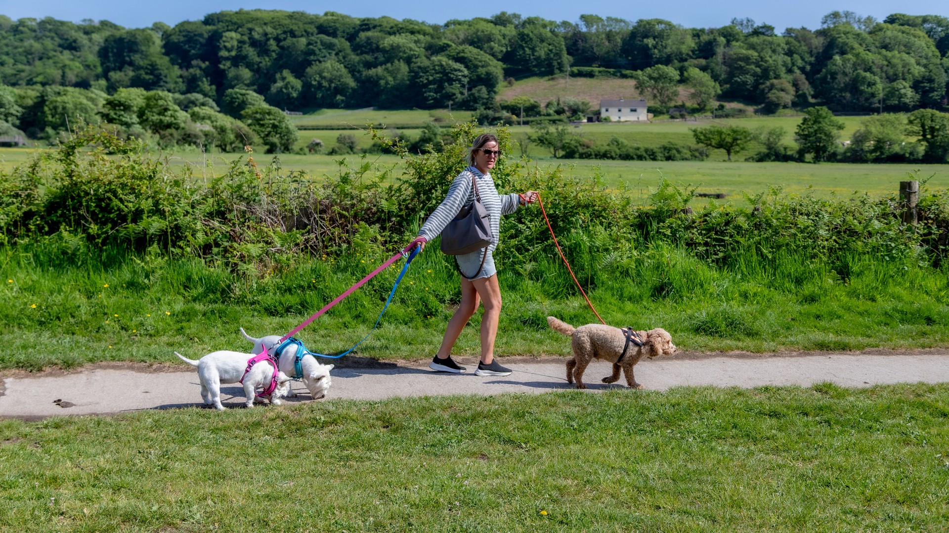 Female professional dog walker walking in beautiful countryside with 3 dogs