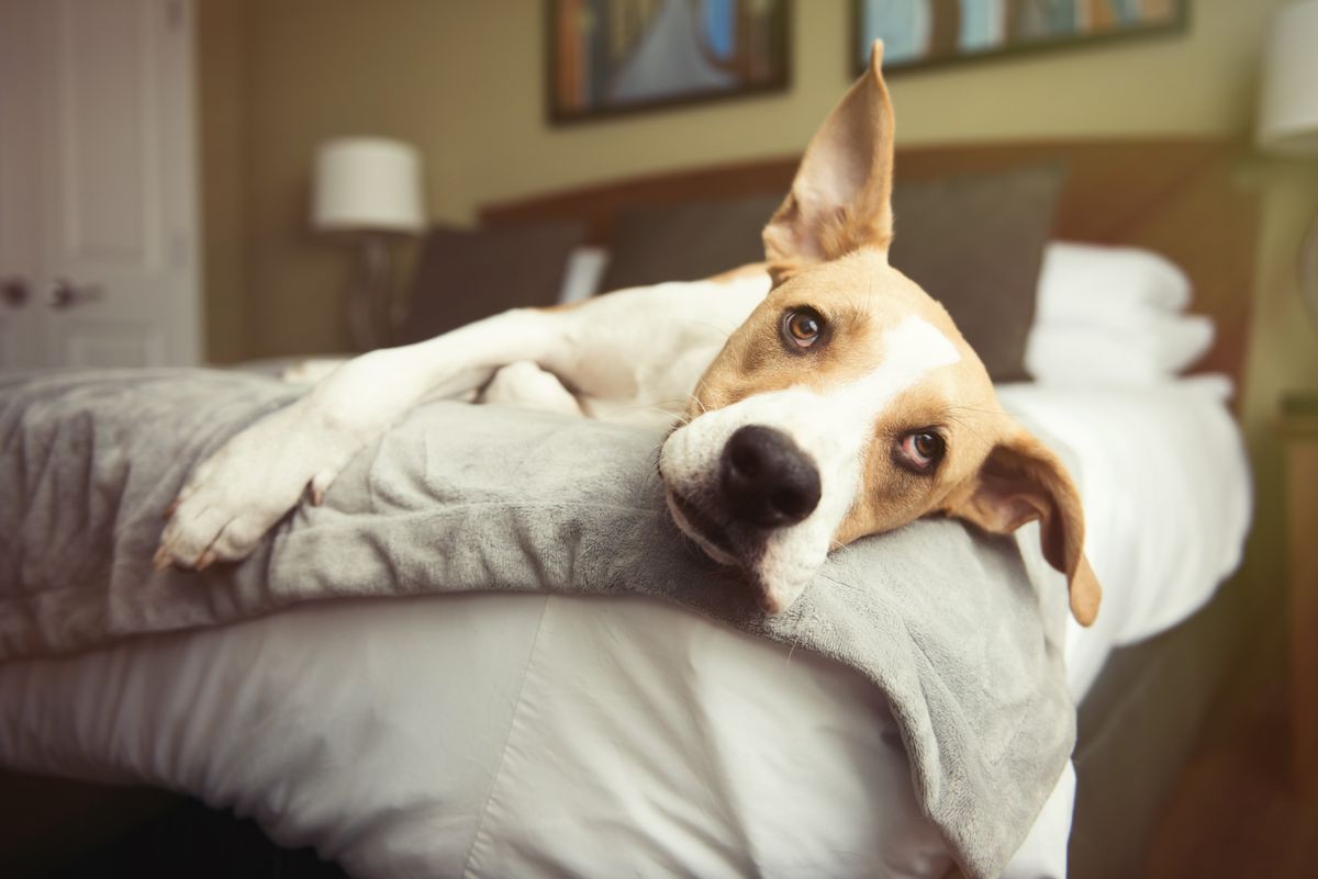 Tan Colored Dog Relaxing on Bed