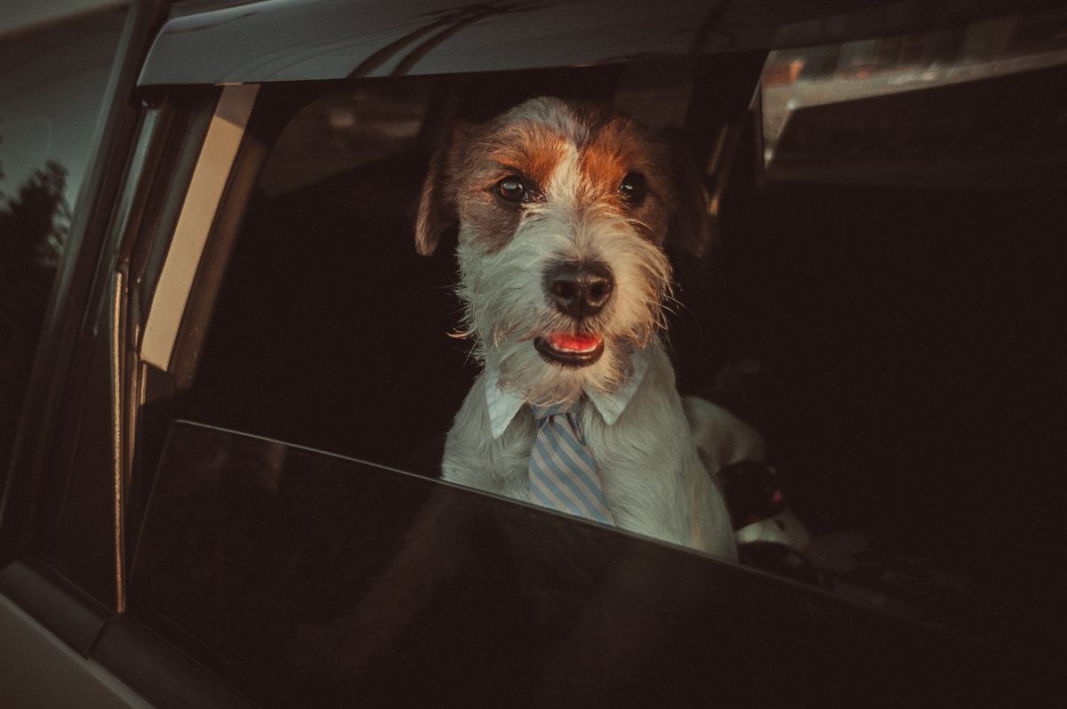 Business dog sitting on back seat and looking out of car's window at camera 